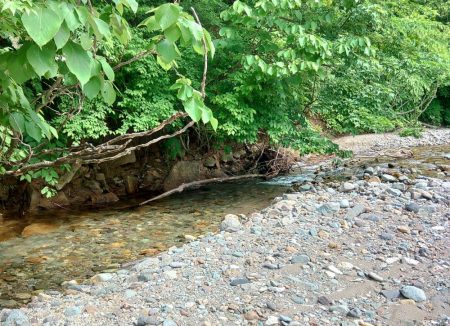 渓流釣りでクマと遭遇 ～九頭竜川水系～